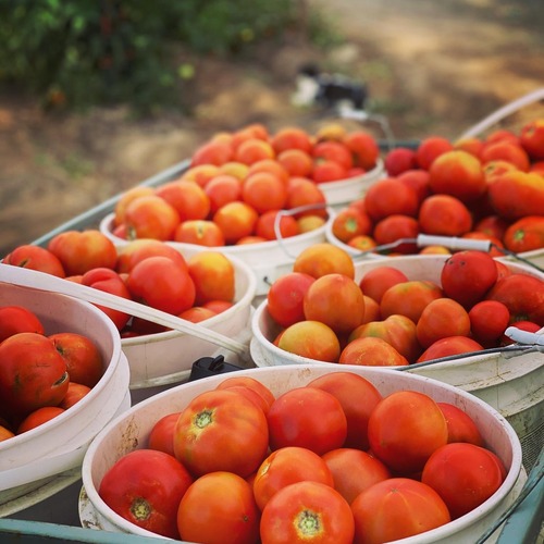 Fresh tomatoes in bushel baskets